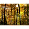 thumbnail image 3 of Burdick, Chuck 14x12 Black Modern Framed Museum Art Print Titled - Fall Colors, 3 of 5