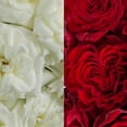 thumbnail image 3 of Garden Roses 36 Stems of White & Red Farm Direct Fresh Cut Flowers by Bloomingmore, 3 of 7