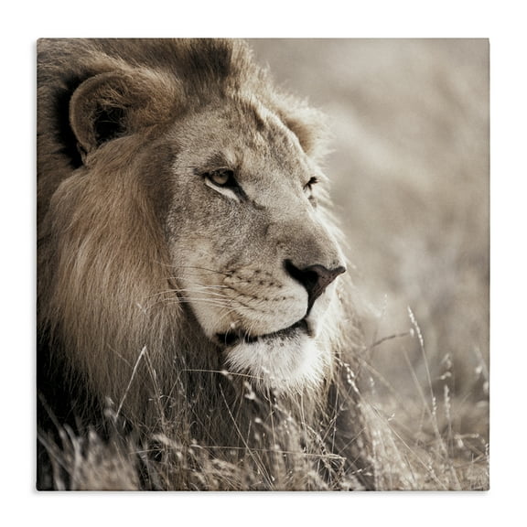 Stupell Industries Strong Gazing Lion Animals & Insects Photography Gallery Wrapped Canvas Art Print Wall Art, 17 x 17