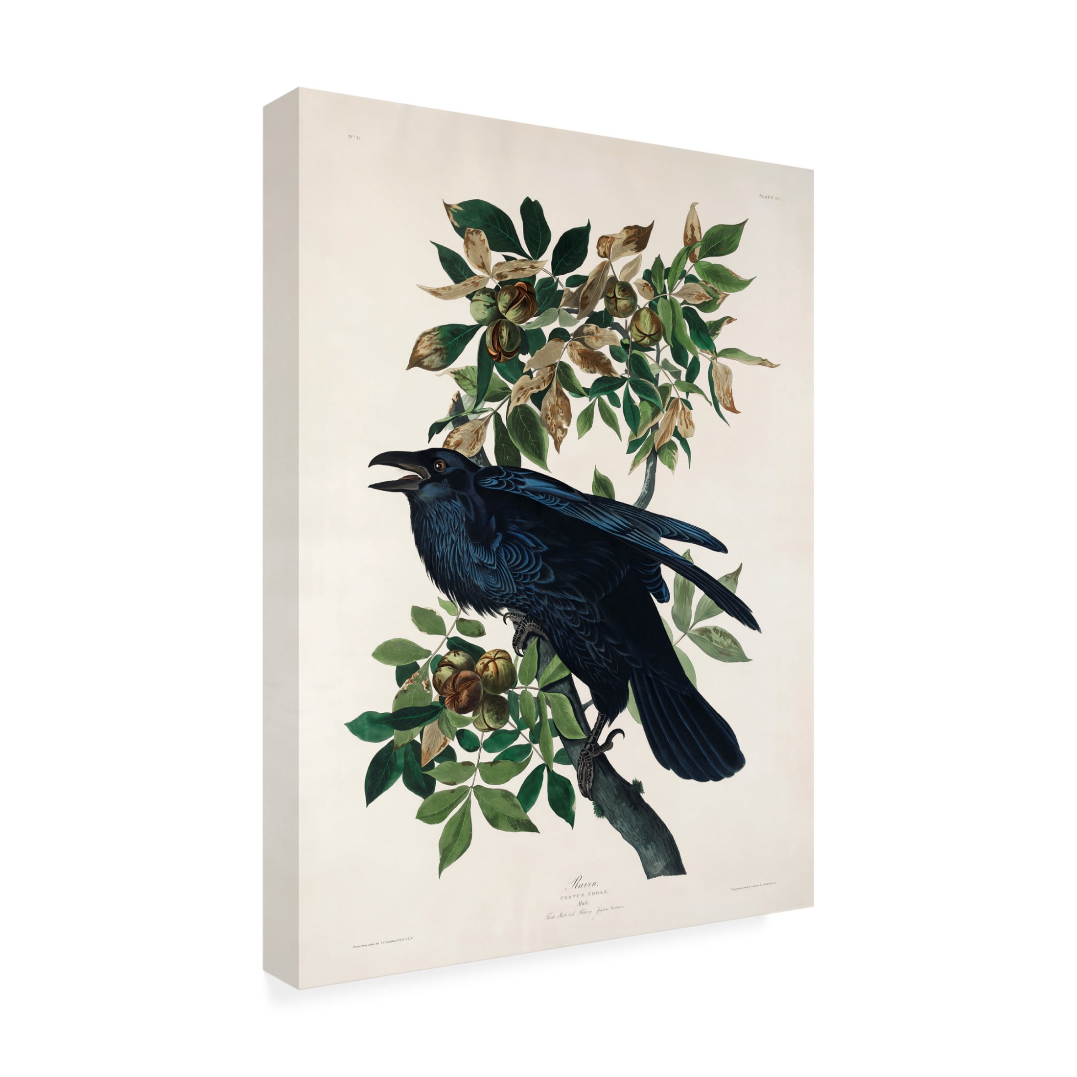 Trademark Fine Art Pictufy   Raven From Birds of America 1827 Canvas Wall Art