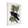 thumbnail image 4 of Trademark Fine Art Pictufy   Raven From Birds of America 1827 Canvas Wall Art, 4 of 4