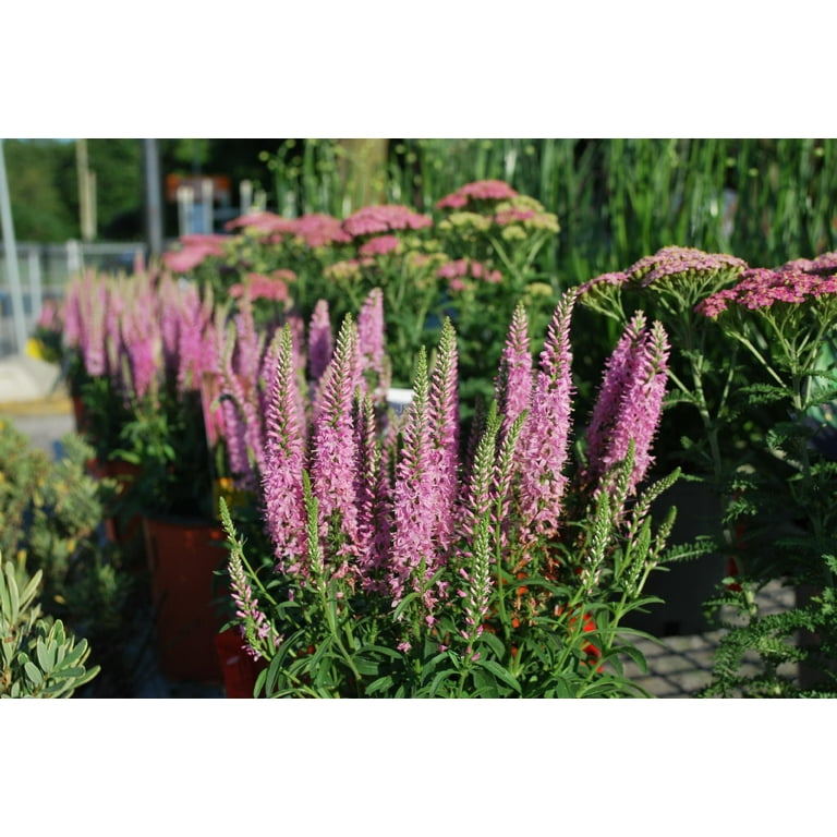 Expert Gardener Outdoor Live Plant Veronica Speedwell Giles Van