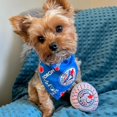 thumbnail image 3 of Pawty Animals Toronto Woofjays, 3 of 4
