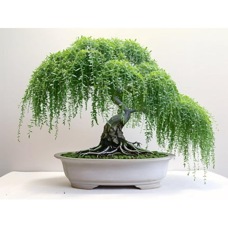 Weeping Willow Tree Cutting - Thick Trunk Start, Dwarf Bonsai Material. Grow Graceful Cascading Branches