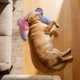 thumbnail image 5 of Almohada para el cuello de mascotas en forma de U, funda de tela desmontable, almohadilla ergonómica relajante para dormir, para gatos y perros pequeños y medianos, descanso para mascotas, 5 of 5