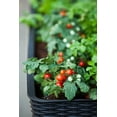 Keter Easy Grow Elevated Garden Bed, Anthracite