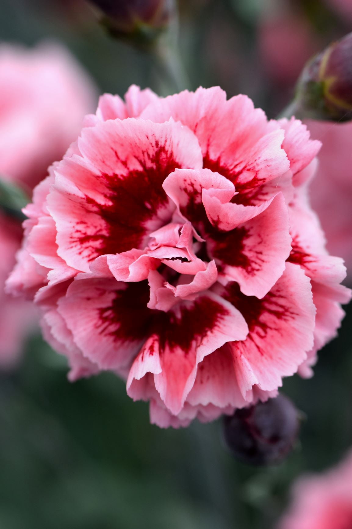 Better Homes & Gardens 2.5 Quart Dianthus 'Scent First' Multicolor Full Sun Perennial Outdoor Live Plants