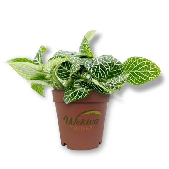 White Fittonia Nerve Plant - Live Starter Plant in a 2 Inch Growers Pot - Fittonia Albivenis - Compact Colorful Tropical Beauty Mosaic Foliage
