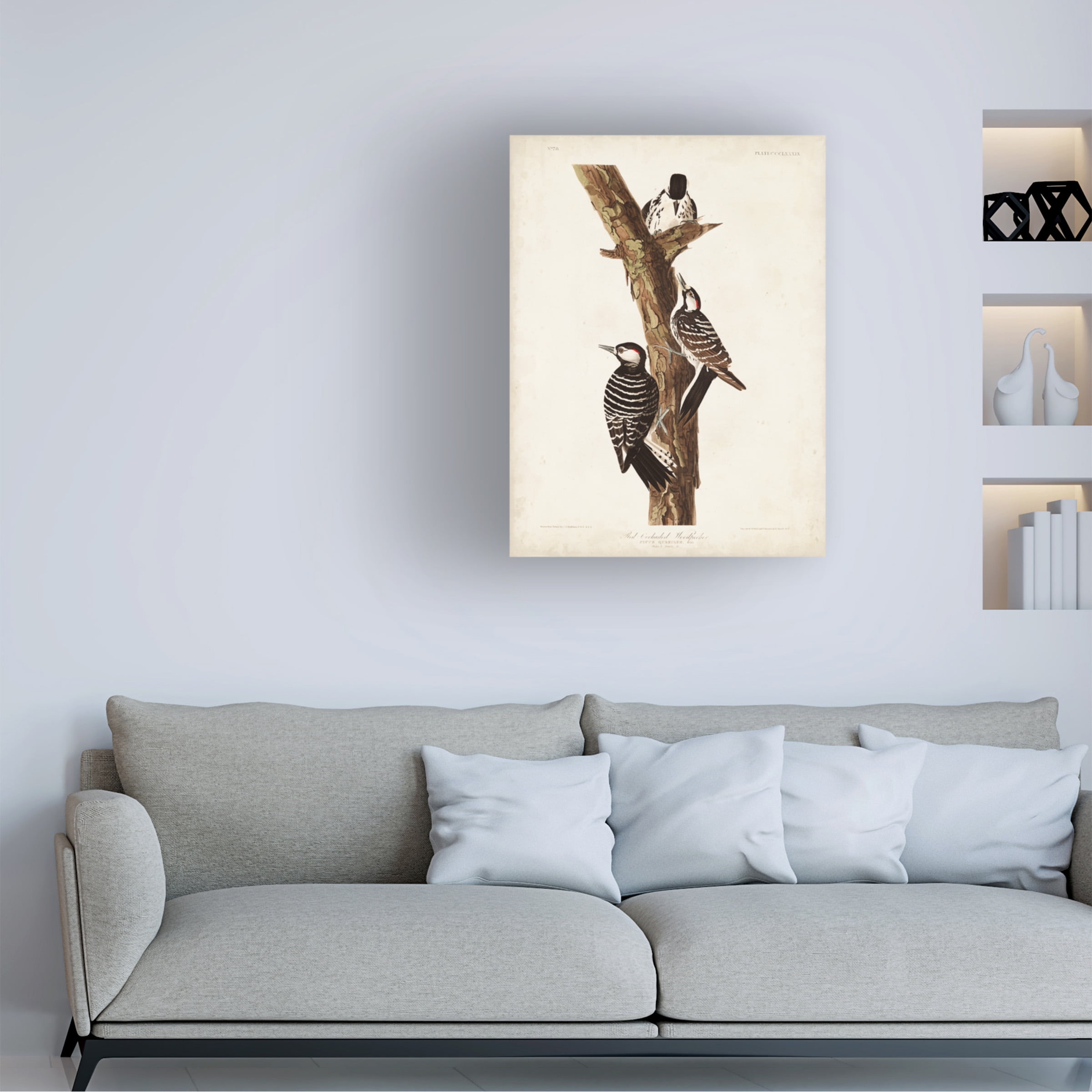 John James Audubon 'Red Cockaded Woodpecker' Canvas Art