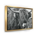 thumbnail image 3 of Close Up Of Scottish Cow On Moorland II 20 in x 12 in Framed Photography Canvas Art Print, by Designart, 3 of 5