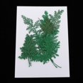 thumbnail image 3 of 12 hojas de artemisia prensadas y secas para manualidades. Teñido de verde, 3 of 7