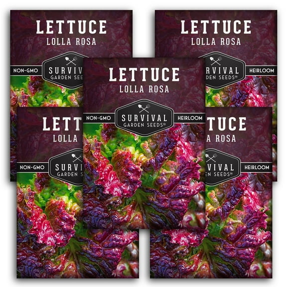 Lolla Rosa Lettuce Seeds - 5 Pack - Non-GMO Heirloom Full Sun Annual Vegetable