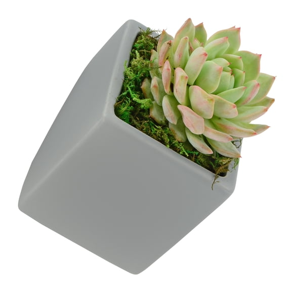 Arcadia Garden Products Large Matte Cube Wall Planter, Light Gray