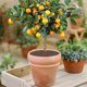 thumbnail image 4 of 6 Pcs 15.7 Inch Plant Pot Grids-Cuttable Plant Pot Soil Covers Protectors from Animals-Indoor Plant Pot Soil Guard for Outdoor Garden Plant Protection, 4 of 5