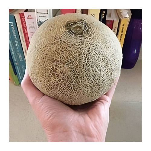 Melon Minnesota Midget Great Heirloom Vegetable by Seed Kingdom Bulk 1 Oz Seeds