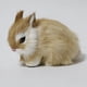 thumbnail image 2 of 2x Estatuilla Estatua De Peluche Y Peluche Artesanías Vívidas 13x7x10cm Sharpla Conejo de resina de simulación, 2 of 8