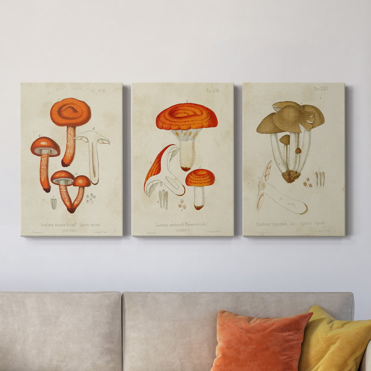 Mushroom Varieties IV Premium Gallery Wrapped Canvas - Ready to Hang - 24 x 36 Each