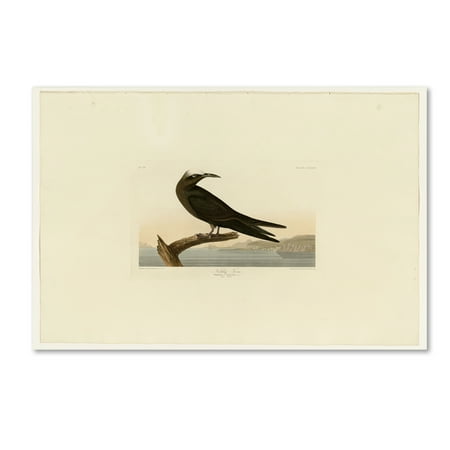 Trademark Fine Art 'Noddy Ternplate 275' Canvas Art by Audubon