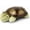 Twilight Turtle - Green, variant on Twinkle Star Projector for Kids | Soft Night Light with 3 Colors & 8 Constellations | Auto Timer | Green Turtle Design