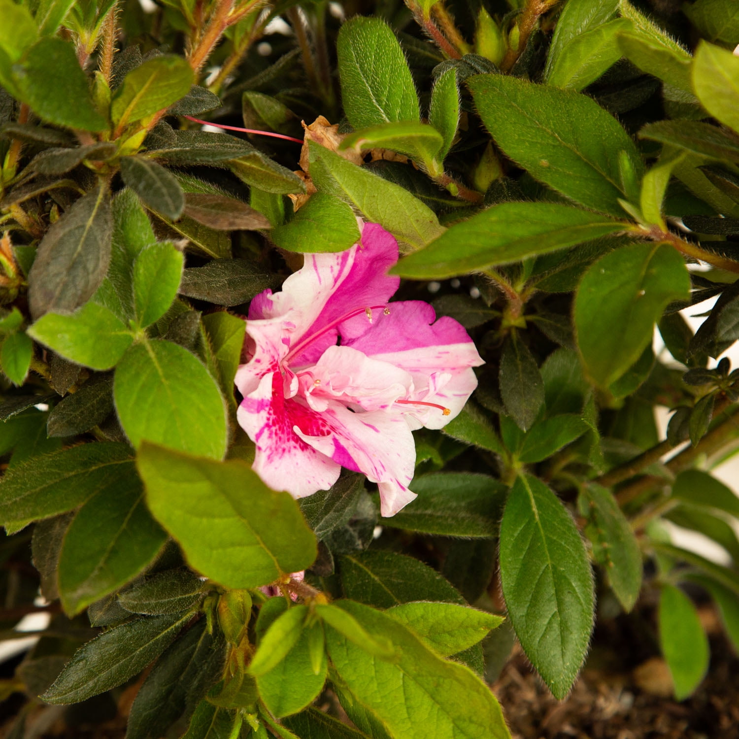 Encore Azalea Autumn Twist (3 Gallon) Purple and Pink Flowering Shrub - Full Sun Live Outdoor Plant