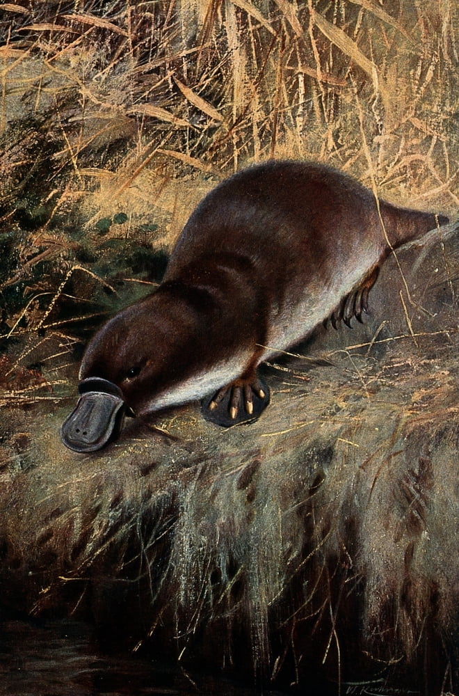 DuckBilled Platypus Poster Print by Science Source