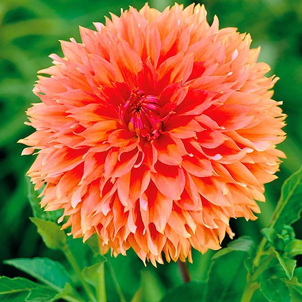 Orange Fubuki Dahlia Huge Dinnerplate Fimbriata Flower 1 Size Root