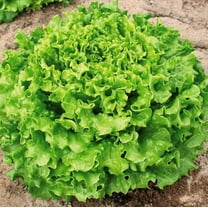 Lettuce Muir MTO Organic Seeds for Planting (50 Seeds)