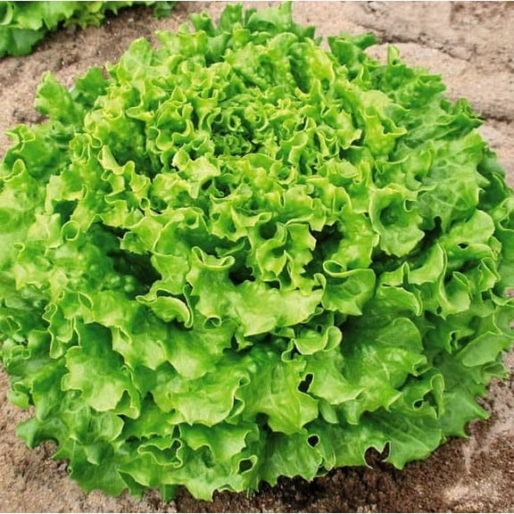 Lettuce Muir MTO Organic Seeds for Planting (50 Seeds)