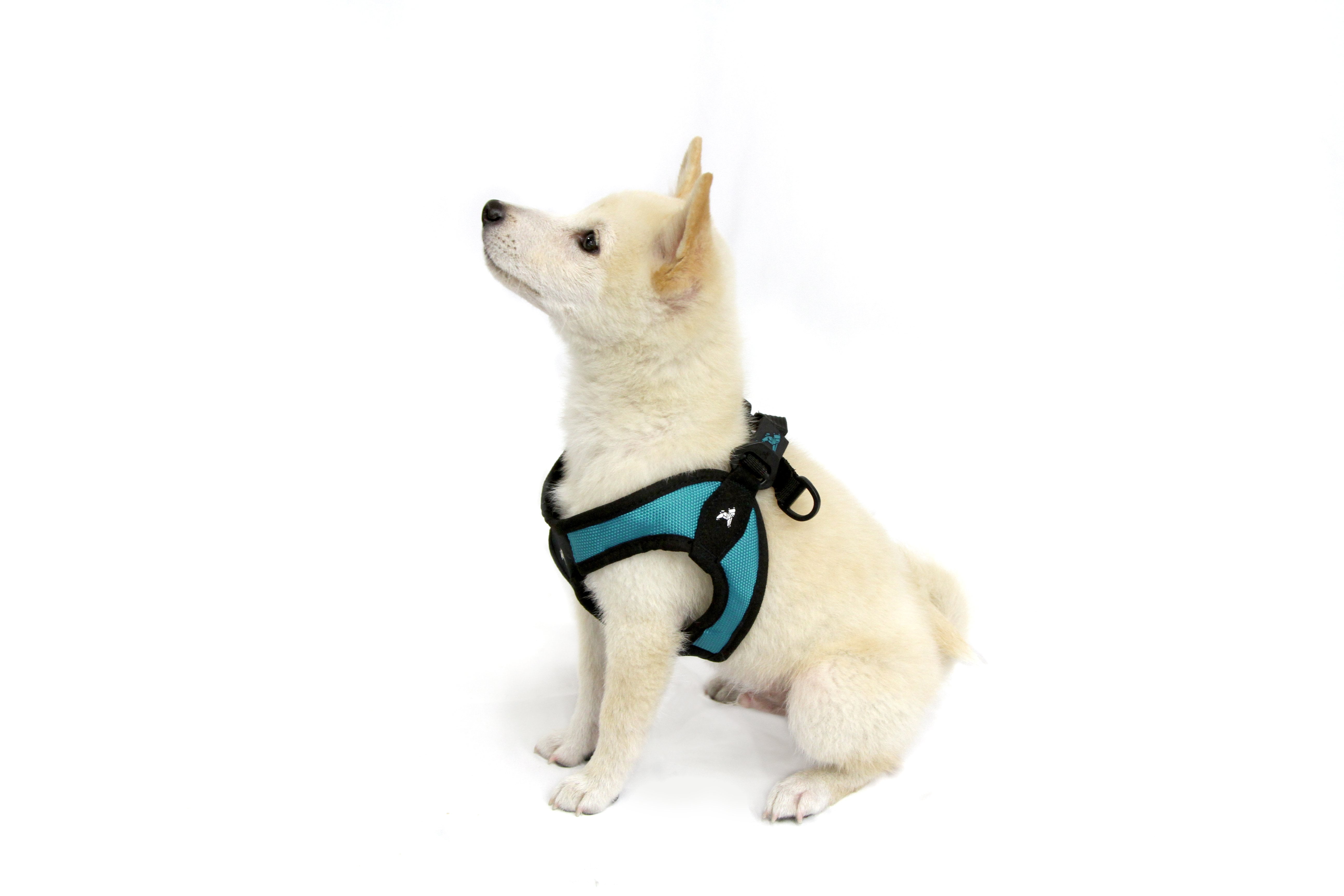 gooby easy fit harness small