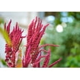thumbnail image 7 of Amaranth Seeds, 1 Pound - Raw, Vegan - by Food to Live, 7 of 7