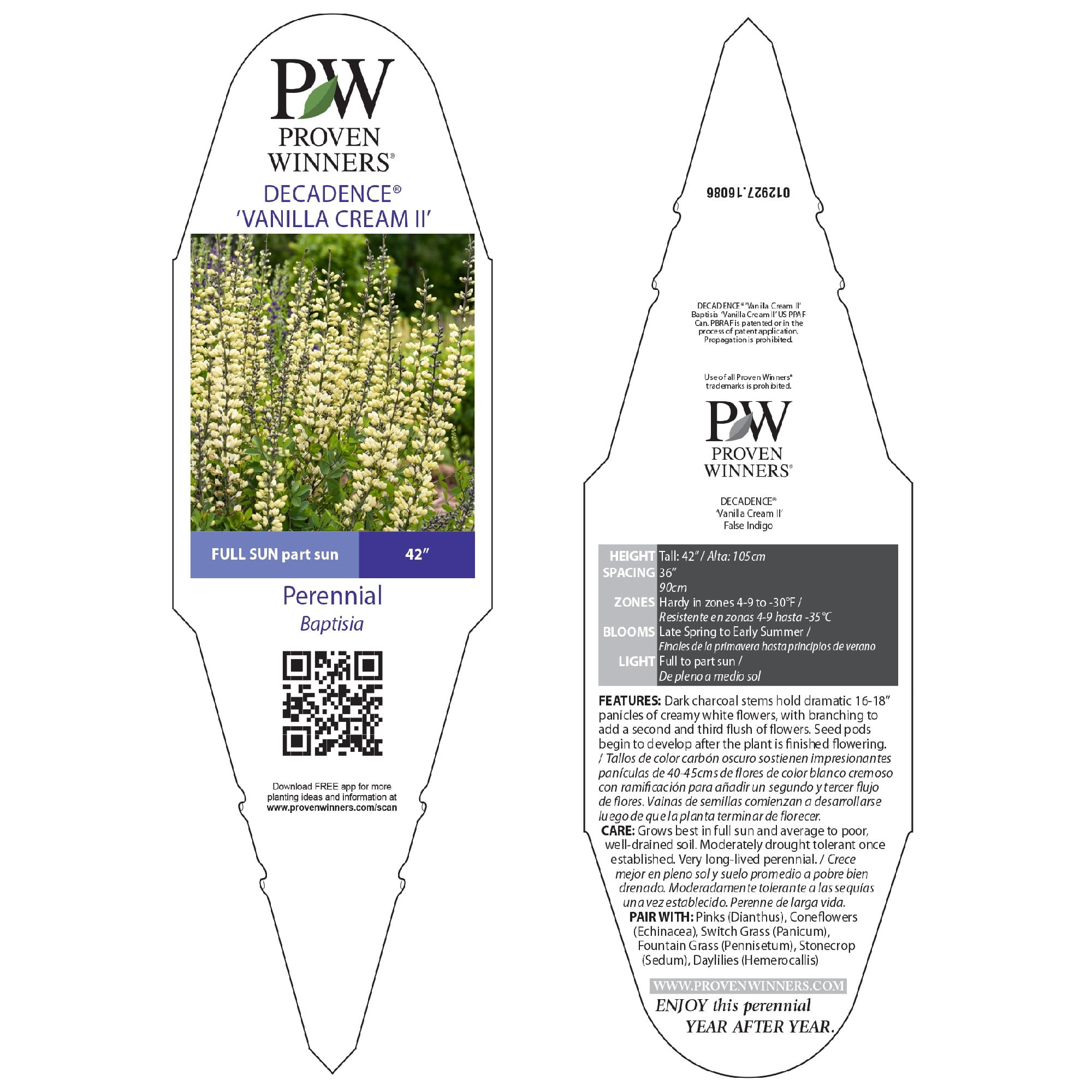 Proven Winners 6" White Decadence 'Vanilla Cream II' False Indigo Live Plant in 7.5" Pot