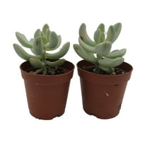 Apricot Love - Variegated Graptopetalum -2 Pack 2" Pots- Succulent
