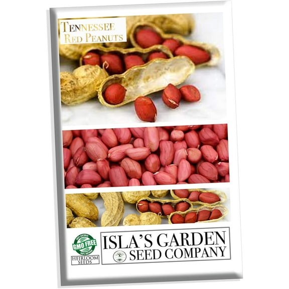Tennessee Red Peanut Seeds for Planting, 20 Peanut Seeds Per Packet Non GMO Seeds, Botanical Name Arachis hypogaea, Fun Home Garden Gift