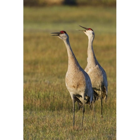 Calling Crane - Sandhill Cranes Calling Print Wall Art By Ken Archer