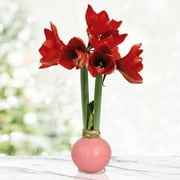 Pink Petals Waxed Amaryllis Flower Bulb with Stand, Grow Real Blooming Indoor Spring Flowers, No Water Needed