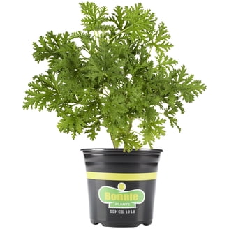 long indoor planter Cream Mexia Planter - Large (13"