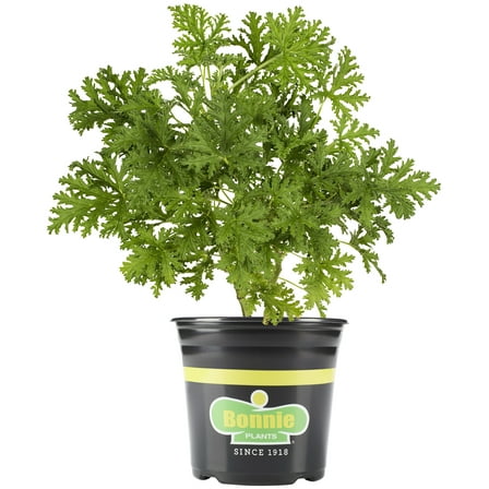 Bonnie Plants Citronella 2.32 qt.