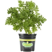 Bonnie Plants Citronella 2.32 qt.