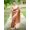 French Beige, variant on All Over Check Pattern And Temple Border Tussar Silk Saree With Tassels Pallu – French Beige