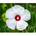 thumbnail image 1 of 25 Luna WHITE HARDY HIBISCUS Hibiscus Moscheutos Flower Seeds, 1 of 3