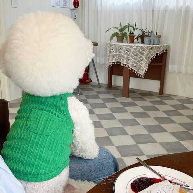 Xiao Hua Chaleco transpirable para perros y gatos, sudadera para cachorros, ropa para perros, abrigos para perros pequeños, medianos y gatos, talla S, A75