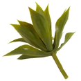 thumbnail image 5 of Mini Plante Succulente Agave (Ensemble de 12), 5 of 5