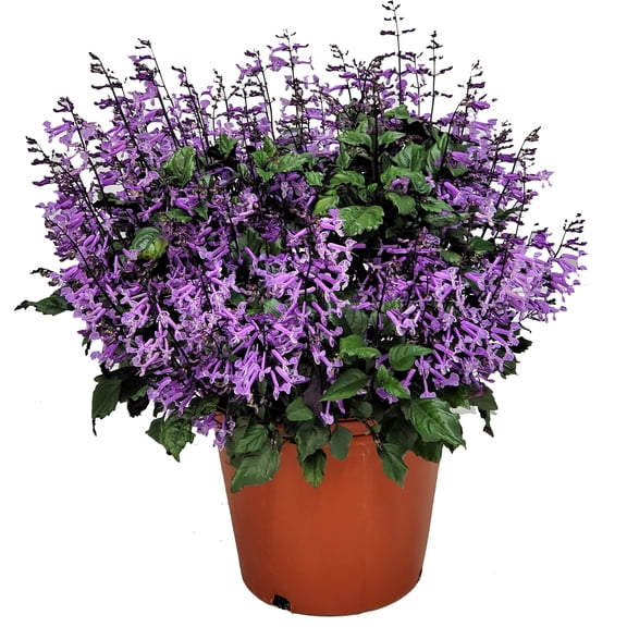 Tropical Plants of Florida 22" to 24" Mona Lavender Plectranthus Plant; Full Sunlight, Purple Flowers