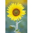 thumbnail image 2 of Jaynes Gallery 23x32 Black Ornate Wood Framed with Double Matting Museum Art Print Titled - California Abstract of sunflower, 2 of 4