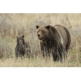 thumbnail image 2 of Peaco, Jim 14x11 Gold Ornate Wood Framed with Double Matting Museum Art Print Titled - Grizzly Sow and Cubs near Fishing Bridge, Yellowstone National Park, 2 of 4