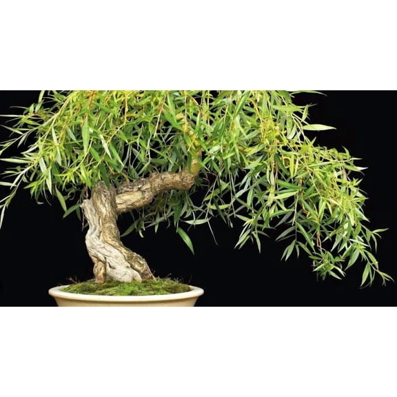 Dwarf Japanese Weeping Willow Bonsai Tree Cutting to Grow - Fast Growing Willow Bonsai with Weeping Branches