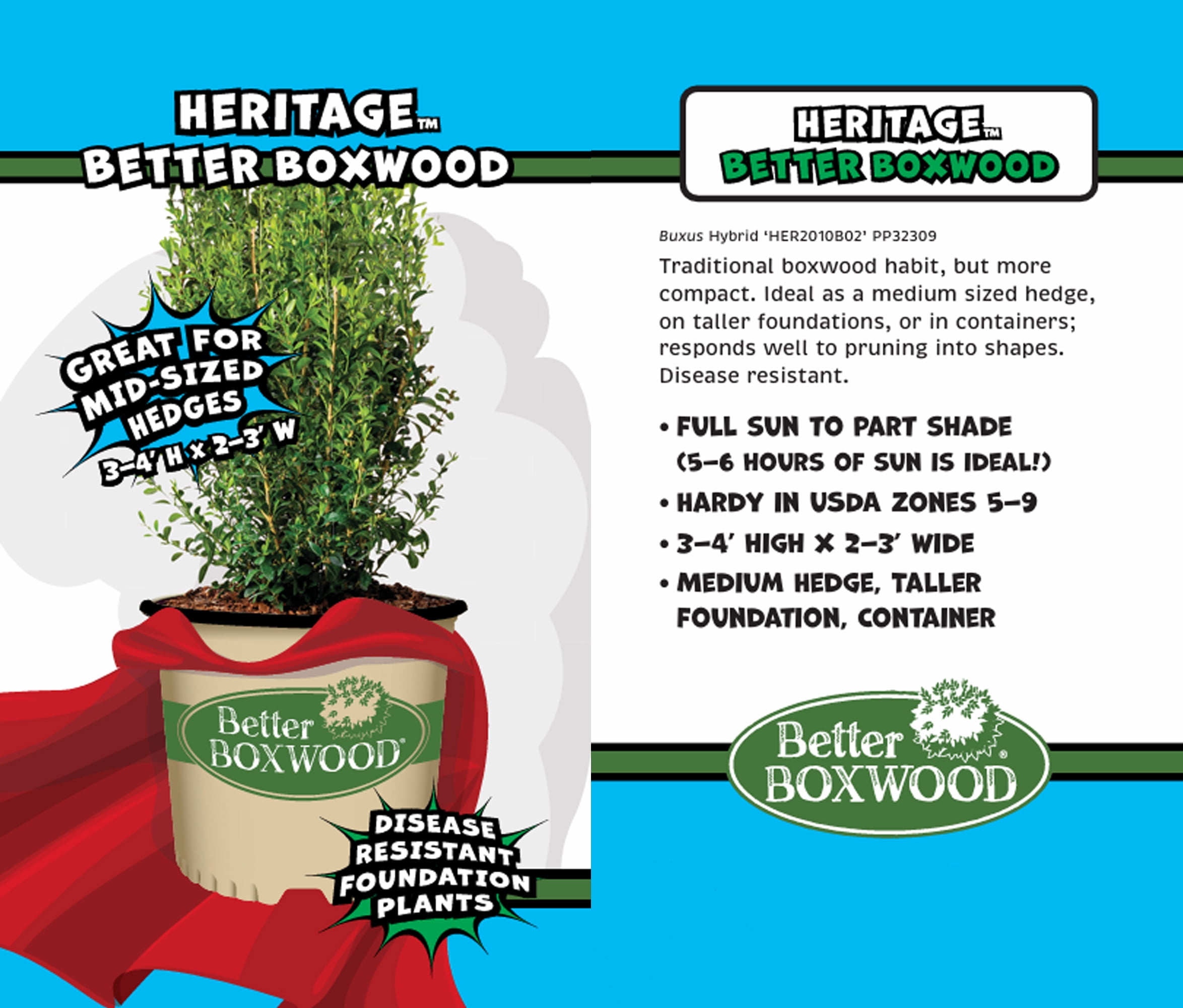 Better Boxwood Heritage Live Shrub in 2-Gallon Grower Pot