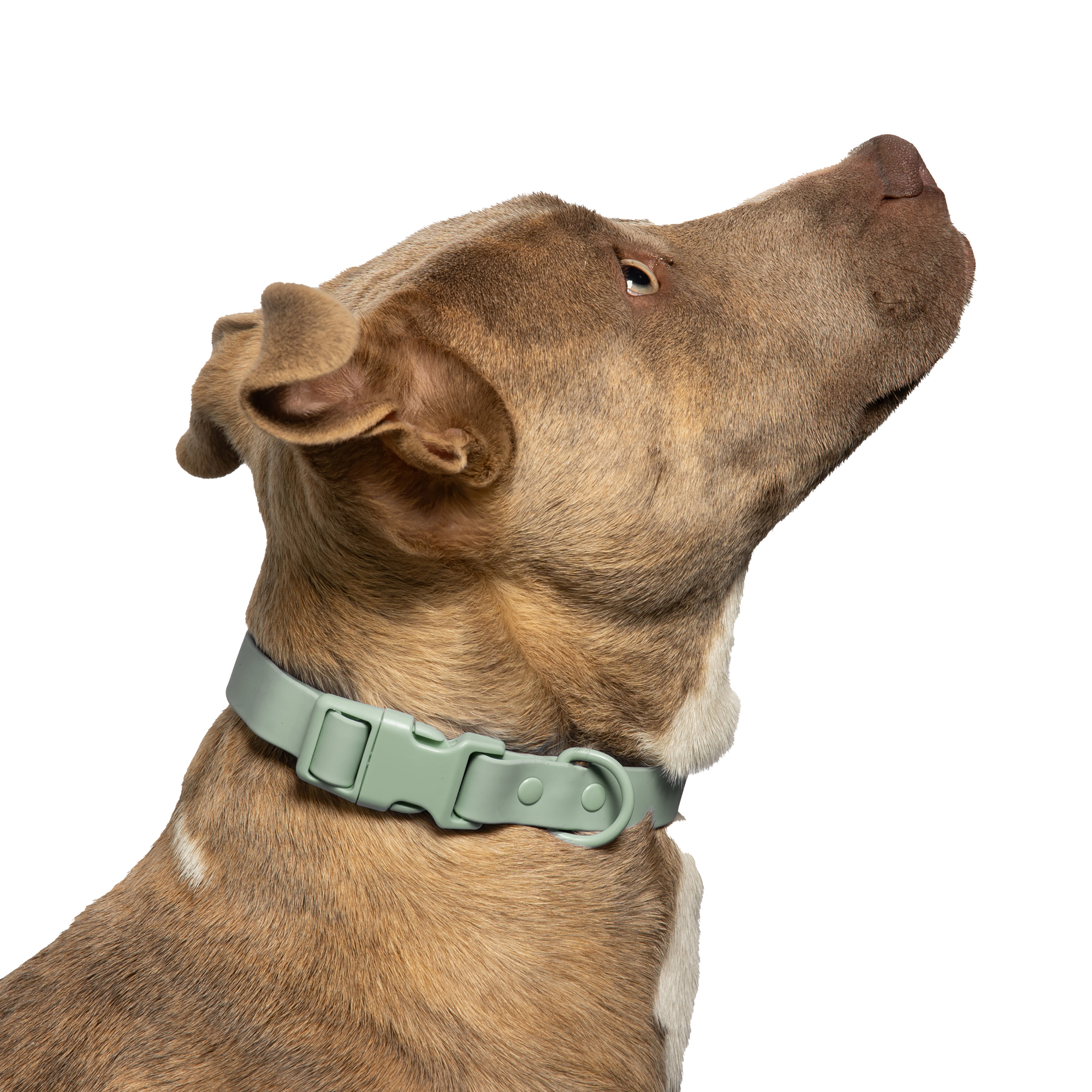 Vibrant Life Water Resistant Adjustable Dog Collar, Sage Green, S