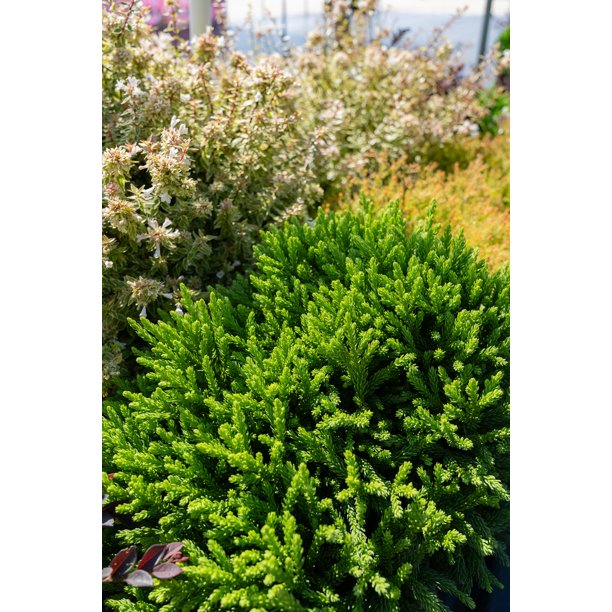 Southern Living Dragon Prince Cryptomeria Live Shrub in 2-Gallon