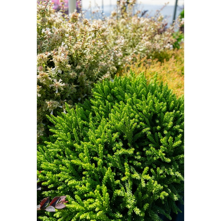 Southern Living Dragon Prince Cryptomeria Live Shrub in 2-Gallon